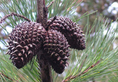 Pinus Muricata- Shubham Singh (Universe)
