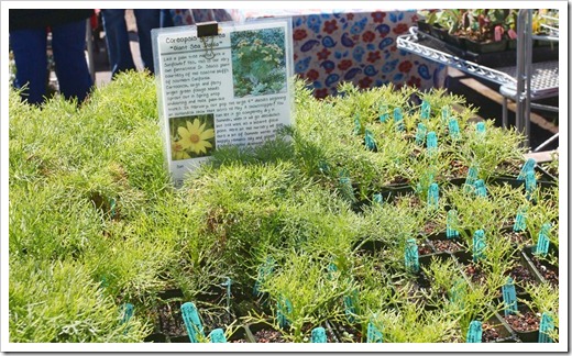 120414_AnniesAnnuals_31