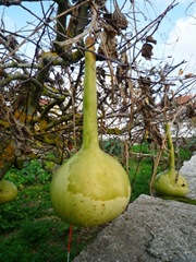 P1060816