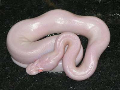 Albino Peacock Hoax. That albino snake just looks