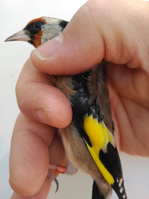 Aviario en Albox -Almería hembra