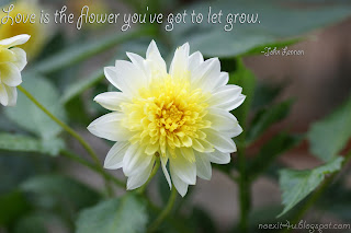 FLOWER QUOTES WALLPAPER