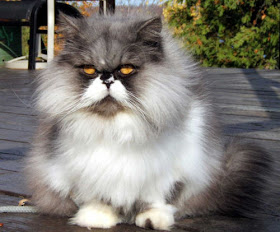 Persian Cat