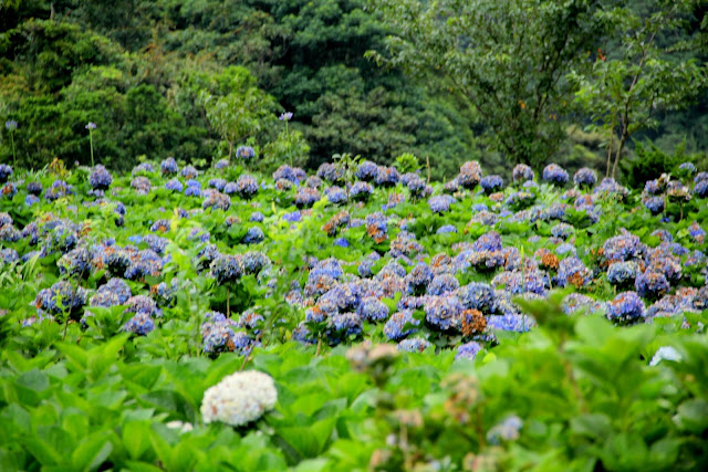 大梯田花卉生態農園 繡球花