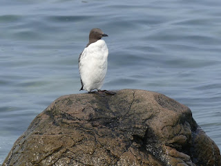 Guillemot marmette - Uria aalge - Guillemot de Troïl - Marmette commune - Marmette de Troïl