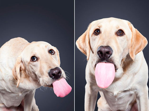 Lamer: Curiosa y Creativa sección fotográfica de perros con la lengua afuera