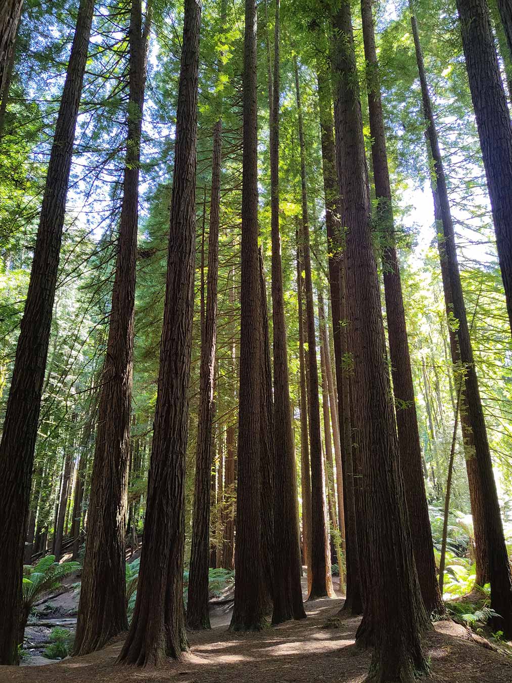Redwoods Forest Otways Great Ocean Road