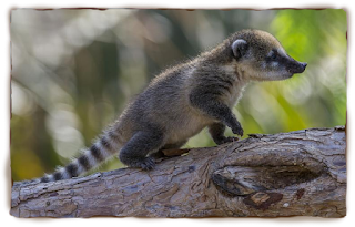 Cara Memelihara Coatimundi