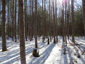 sun through pine trees