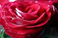 redrosepetals-close-up_w725_h479