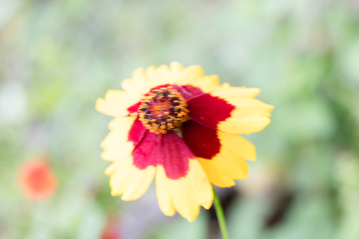 blurry flower photos