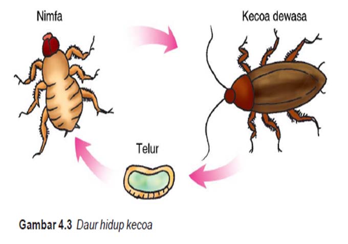 KAPUAS BUNGA BANGSA Metamorfosis