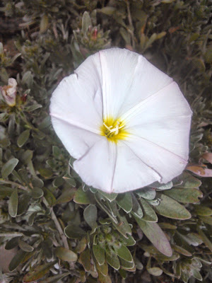 convolvulus cneorun