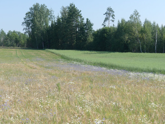 rukkililled põllul
