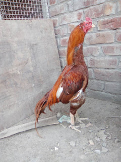 Aseel Chicken