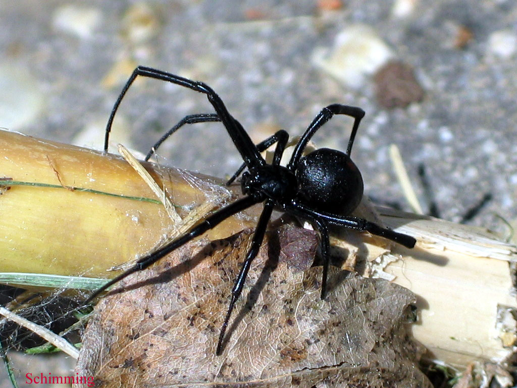 black widow spider