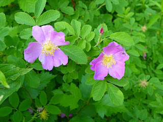 Rosier sauvage ou redevenu sauvage 