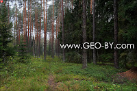 Way through the forest to the place where was former settlement Bliznieta (Gemini)