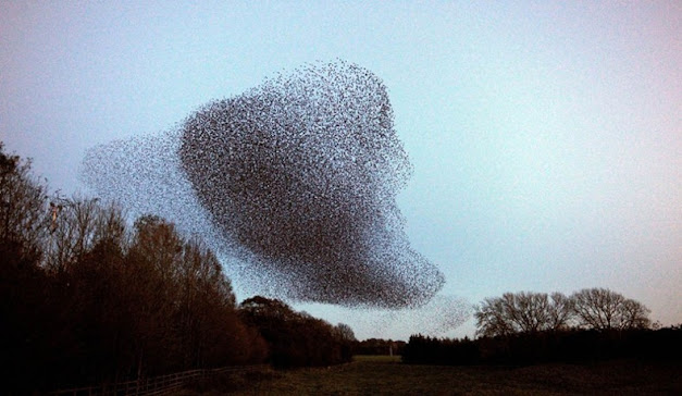 Acrobatic display of Starlings