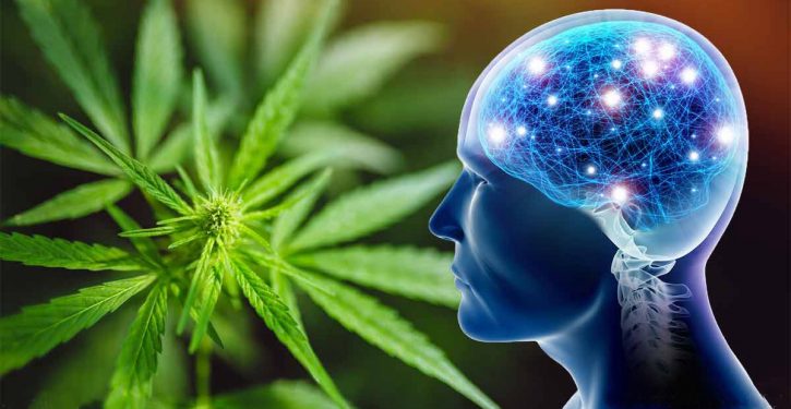 Cannabis Can Help Regenerate The Aging Brain And Prevent Dementia