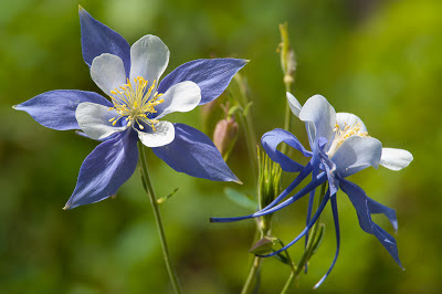 Columbine on the Forest Lakes Trail