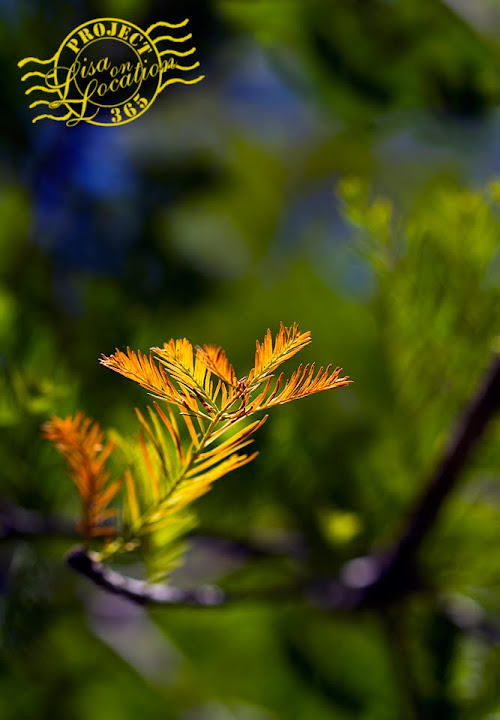 365 photo challenge, Lisa On Location photography, New Braunfels, Texas. Hint of autumn