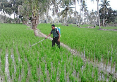 Penyemprotan Hama Putih Membantu Petani di desa Selahaji Kabupaten Langkat