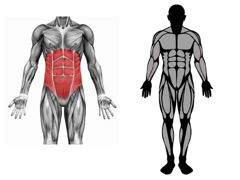 العضلات المستهدفة في تمرين ديدلفت