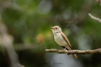 Eastern Bonelli's Warbler