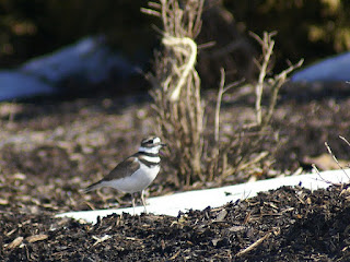 Charadrius vociferus - Pluvier kildir