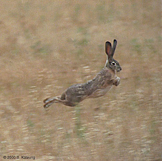 Jackpot The Cat: Am I Part Jackrabbit?