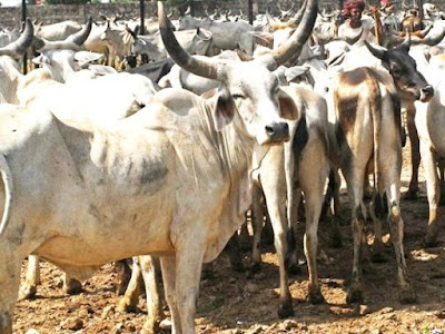 Over 100 cows dead in gaushala in Vijayawada