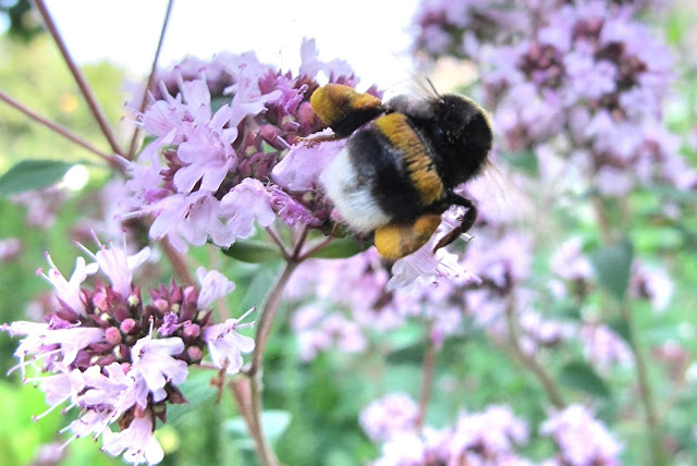 de mooiste foto's uit mijn tuin - juli 2013