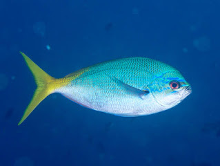 Ikan ekor kuning