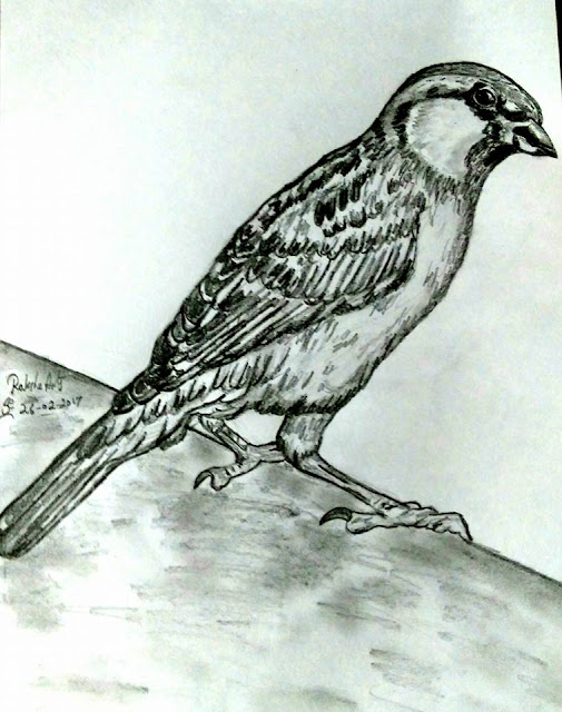 PENCIL DRAWING - SPARROW