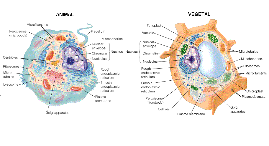 celula vegetal e animal. celula vegetal e animal.