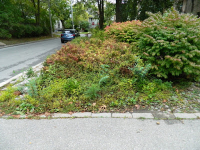 Forest Hill front yard fall clean up before by Paul Jung Gardening Services