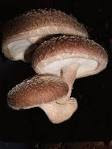 medicinal Mushroom