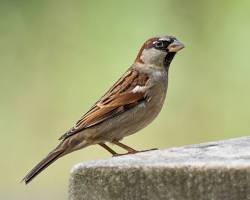 The photo shows a sparrow sitting on a concrete block.