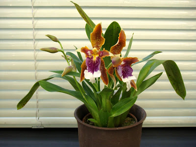 Odontoglossum harryanum care and culture