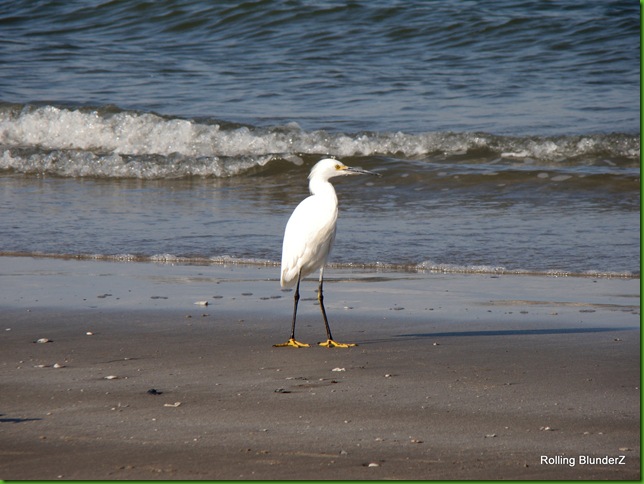 Snowy Egret