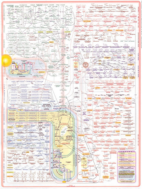 Химические процессы в человеческой клетке