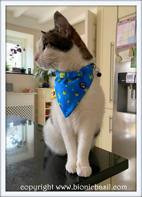 The BBHQ Midweek News Round-Up ©BionicBasil® Melvyn's Modelling The Next Top Bandana Pick Glow Bugs