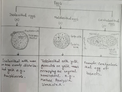 Isolecithal , Telolecithal Eggs