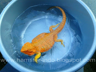 Jual Super red Bearded Dragon