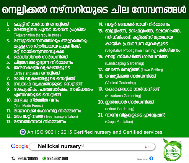 Nellickal nursery® is an Agricultural best plant nursery enterprise established in 1999 on December 01 on the steps of Veliyancode Schoolpadi in Ponnani Taluk, Malappuram District Kerala India. Plant nursery Founder Environmentalist Anish nellickal® provides the No:1 service. Fruit Garden setting, Butterfly Gardening and Butterflies Larval Host plants and Nectar plants sale, Rejuvenation Therapy in Trees (Rejuvenation Technology in Trees), Pruning and Hard Pruning services in fruit pants, Tree Transplantation (Tree Relocation/Tree Burlapping services/Tree Shifting Technology/Tree Moving method /Trees Translocation), Miyawaki Foresting (Crowd foresting), Man-made Foresting, Landscaping Gardening, Lawn Grass setting and Lawn Mowing Maintenance Service, Indoor Gardening, Medicinal Gardening, Bonsai Making, Water Bonsai, Bonsai Training, Vertical Gardening, Kokedama Gardening, Birth Star plant setting, Zodiac tree set, Vegetative Plant propagation training, Agriculture consultancy, top Plant nursery set, Nursery management, service in all over Kerala and some another state. Nellickal nursery® plant nursery Thiruvananthapuram, Pathanamthitta, Kollam, Alappuzha, Idukki, Kottayam, Ernakulam, Thrissur, Palakkad, Malappuram, Kozhikode, Kannur, Wayanad, Kasaragod on services provided. Two Nature clubs are operating on this nursery campus. “Plant Village Charitable Society” (Reg.No: MPM/CA/765/2017), “Plant Aqua and Fish Conservation of India” (Reg.No: MPM/CA/416/2016).