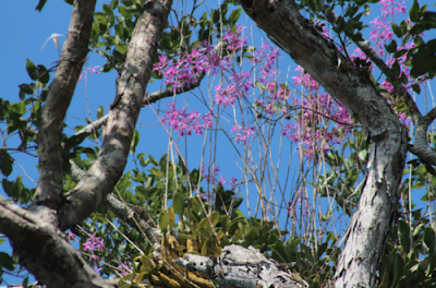 Myrmecophila galeottiana care and culture