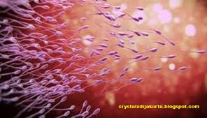 sperma, kualitas sperma, cara meningkatkan kadar testosteron, obat disfungsi ereksi, meningkatkan jumlah spermatozoid, cara meningkatkan libido, efek samping herbastamin