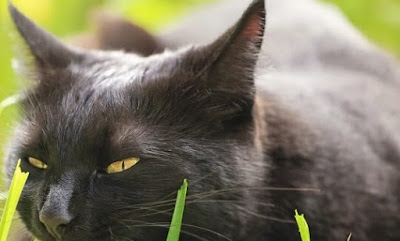 Black Burmese Cat vs Bombay Cat Personality, Size, Lifespan, Price