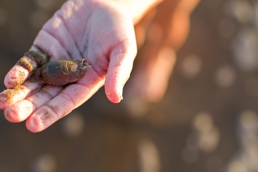 crab